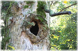 �摜�F���v�u�ސ_�Ђ̃��N���W_2