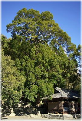 画像:天満天神社のクスノキ(全景)