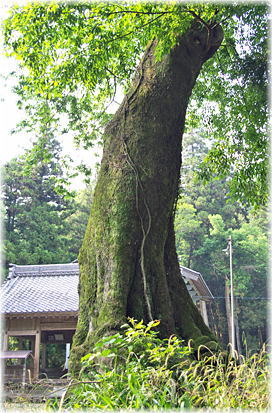 画像:県神社の椋の木