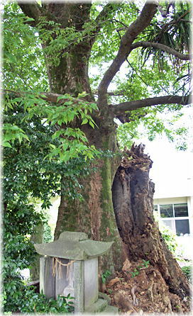 画像:相生の椋と榎