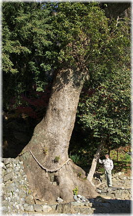 画像:阿握八幡神社のクスノキ(幹と並ぶ) 画像:阿握八幡神社のクスノキ(幹と並ぶ)