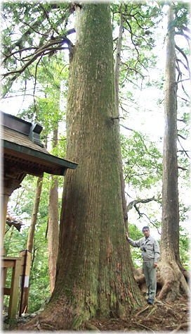 画像:青羽根大井神社の大スギ(幹と並ぶ)