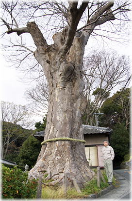 画像:諏訪神社のケヤキ(幹と並ぶ)