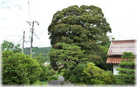画像:浅原のスダジイ(遠景)