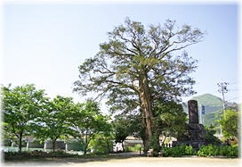 画像:安積のカヤ(全景)