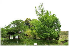 画像:乳ノ木庵の大銀杏(全景)