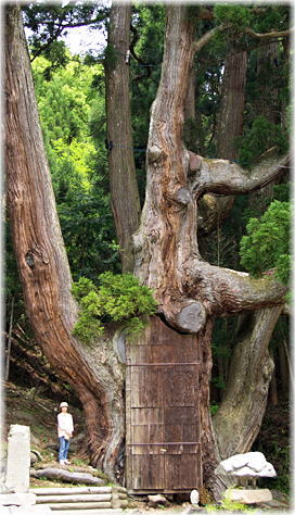 画像:大将軍杉(幹と並ぶ)