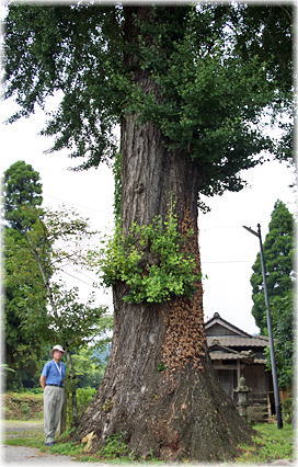 画像:大日堂のイチョウ(幹と並ぶ)