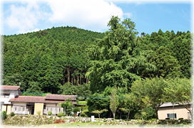 画像:大力のイチョウ(遠景)