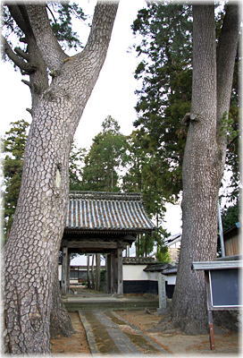 画像:永住寺のクロマツ_1