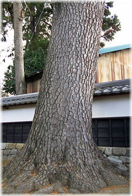 画像:永住寺のクロマツ_2