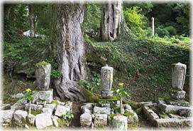 画像:円城寺のスダジイB