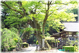 画像:延応寺の大ケヤキ_2