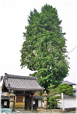 画像:円龍寺の大イチョウ_1