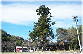画像:藤平神社御旅所のスギ(全景)