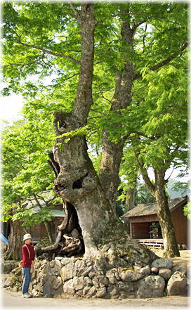画像：船谷日枝神社のケヤキ（幹と並ぶ）