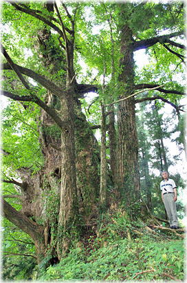 画像:二又神社のイチョウ(幹と並ぶ)