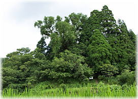 画像:二又神社のイチョウ(遠景)