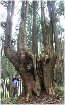 画像:祇園の大ヒノキ(幹と並ぶ)