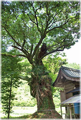 画像:御前嶽神社のタブノキ_1