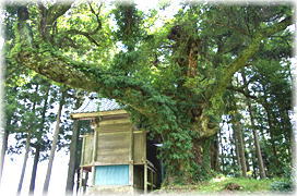 画像:御前嶽神社のタブノキ_2