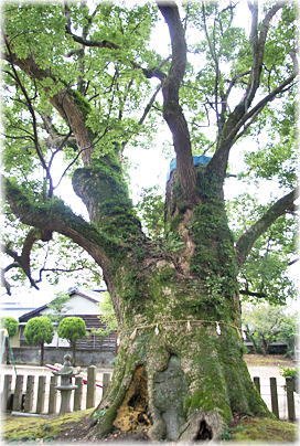 画像:浜田阿蘇神社のクスノキ