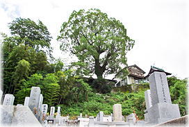 画像:正覚院のクスノキ(遠景)