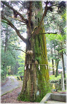 画像:十五社神社の逸見杉_1