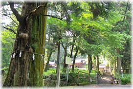 画像:十五社神社の逸見杉_2