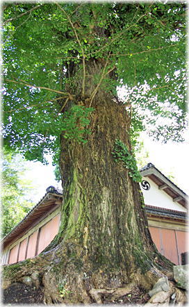 画像:光八幡宮のイチョウ