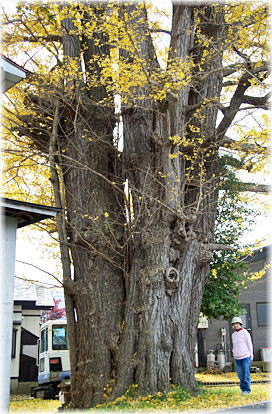 画像:樋ノ口のイチョウ(幹と並ぶ)