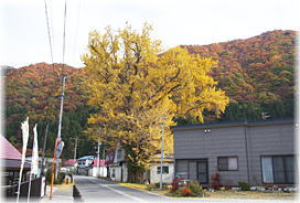 画像:樋ノ口のイチョウ(遠景)