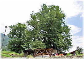 画像:平野のイチョウ(遠景)