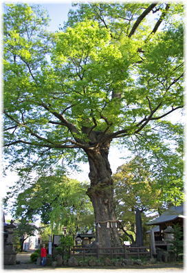 画像:廣瀬神社の大ケヤキ(幹と並ぶ)