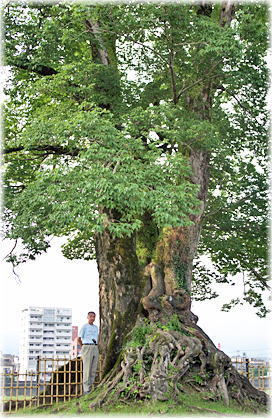画像:人吉城址のムクノキ(幹と並ぶ)