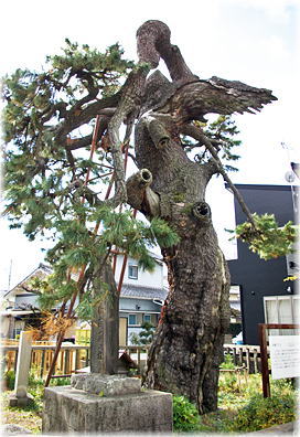 画像:法橋のマツ