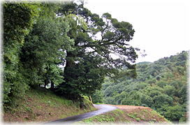 画像:法王寺のスダジイ_2