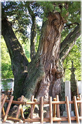 画像:法雲寺のビャクシン