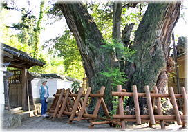 画像:法雲寺のビャクシン(幹と並ぶ)