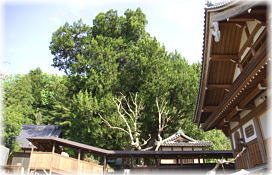 画像:法雲寺のビャクシン(遠景)