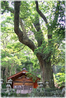 画像:井出八幡神社のタブノキ