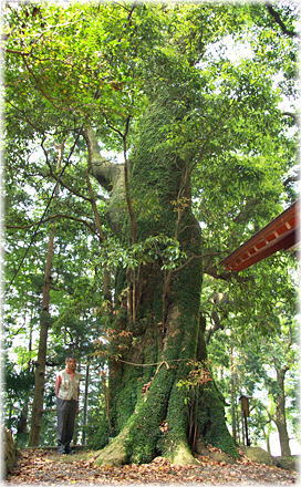 画像:井出八幡神社のタブノキ(幹と並ぶ)