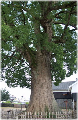 �摜�F�F�{��ѓc�ۂ̃N�X�m�L