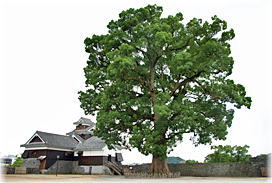 �摜�F�F�{��ѓc�ۂ̃N�X�m�L�i�S�i�j