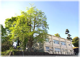 画像:入間川のイチョウ(全景)