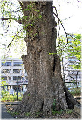 画像:入間川のイチョウ