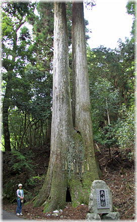 画像:岩上神社の夫婦スギ(幹と並ぶ)