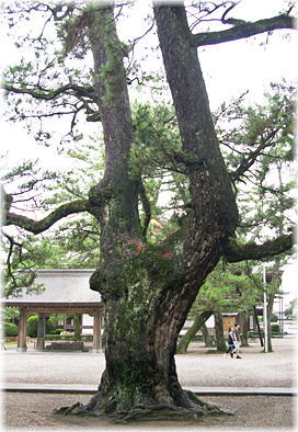 画像:出雲大社のクロマツ_1