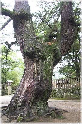 画像:出雲大社のクロマツ_2