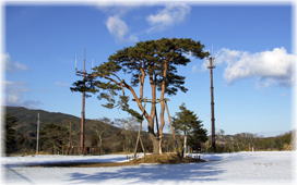 画像:陣場の松(全景)